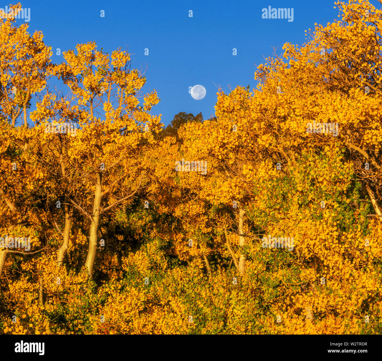 Moonset, Aspen, Conway Summit, Inyo National Forest, Eastern Sierra, California Stock Photo
