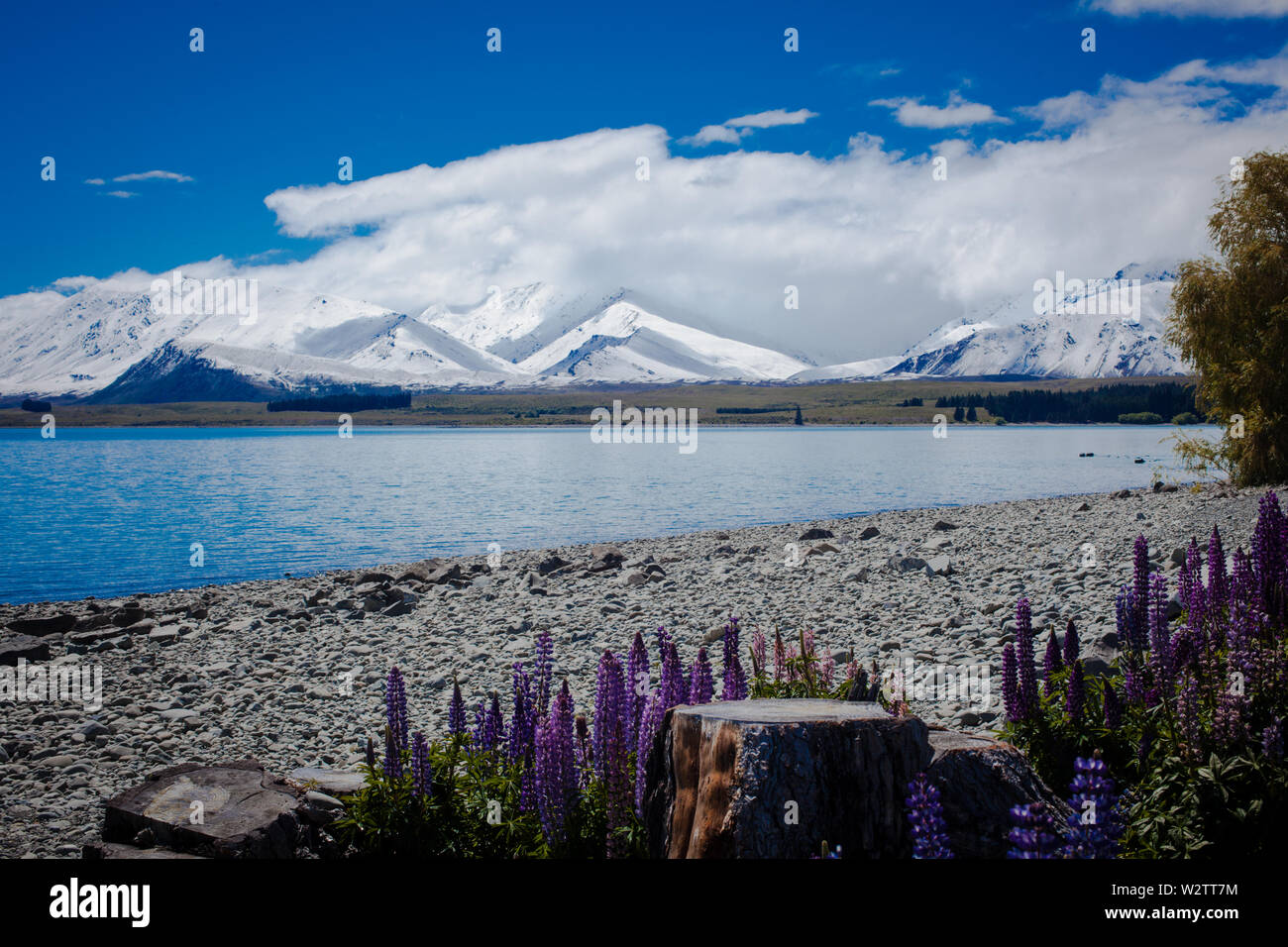 Lake Tekapo, South Island, New Zealand Stock Photo - Alamy