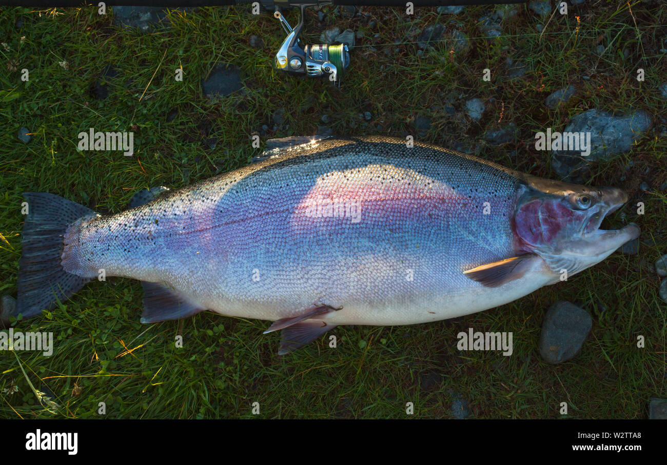 Massive 22 lb Rainbow Trout, caught in the Twizel Canals, South Island, New Zealand Stock Photo