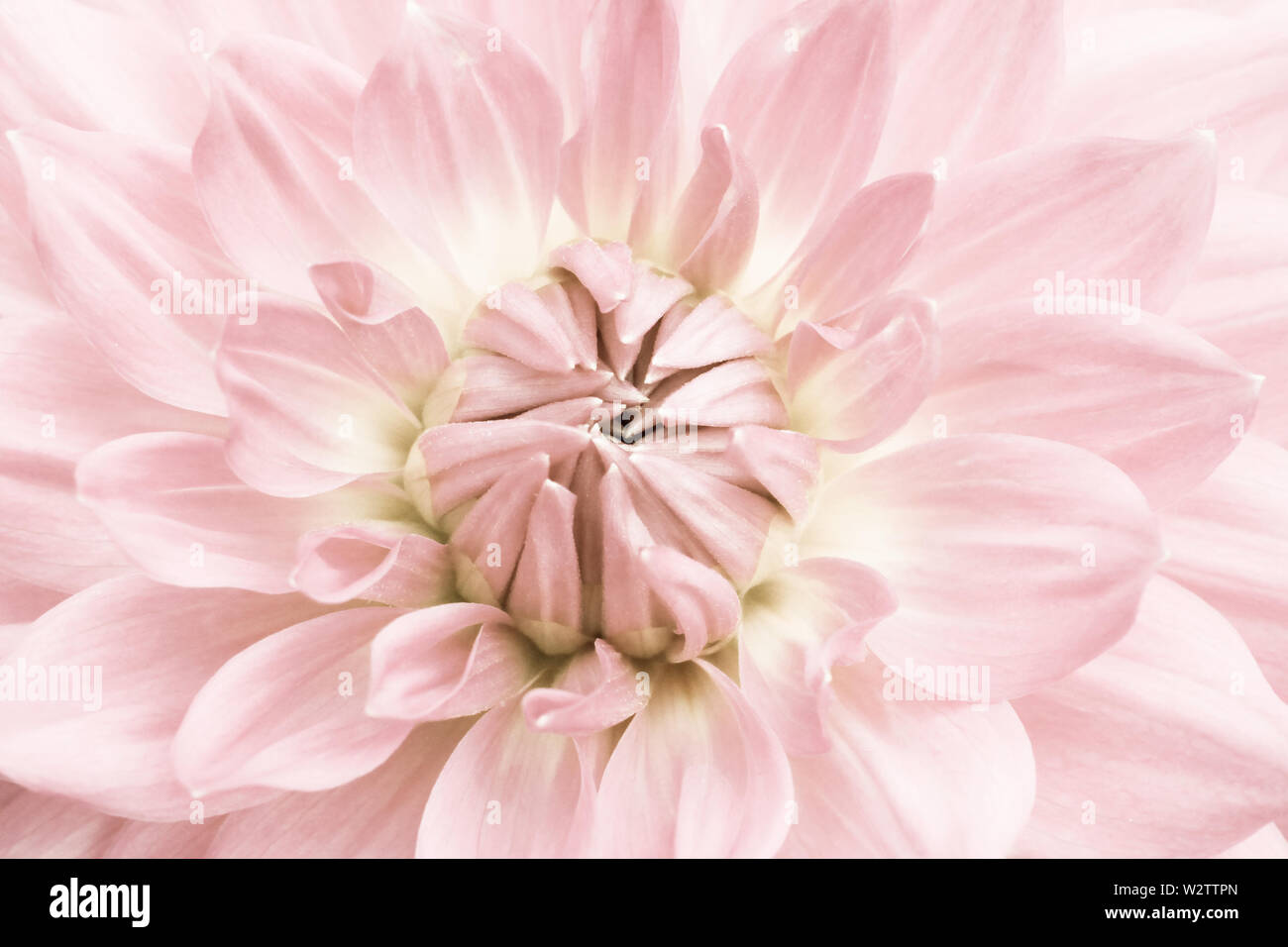Dahlia light hi-res stock photography and images - Alamy