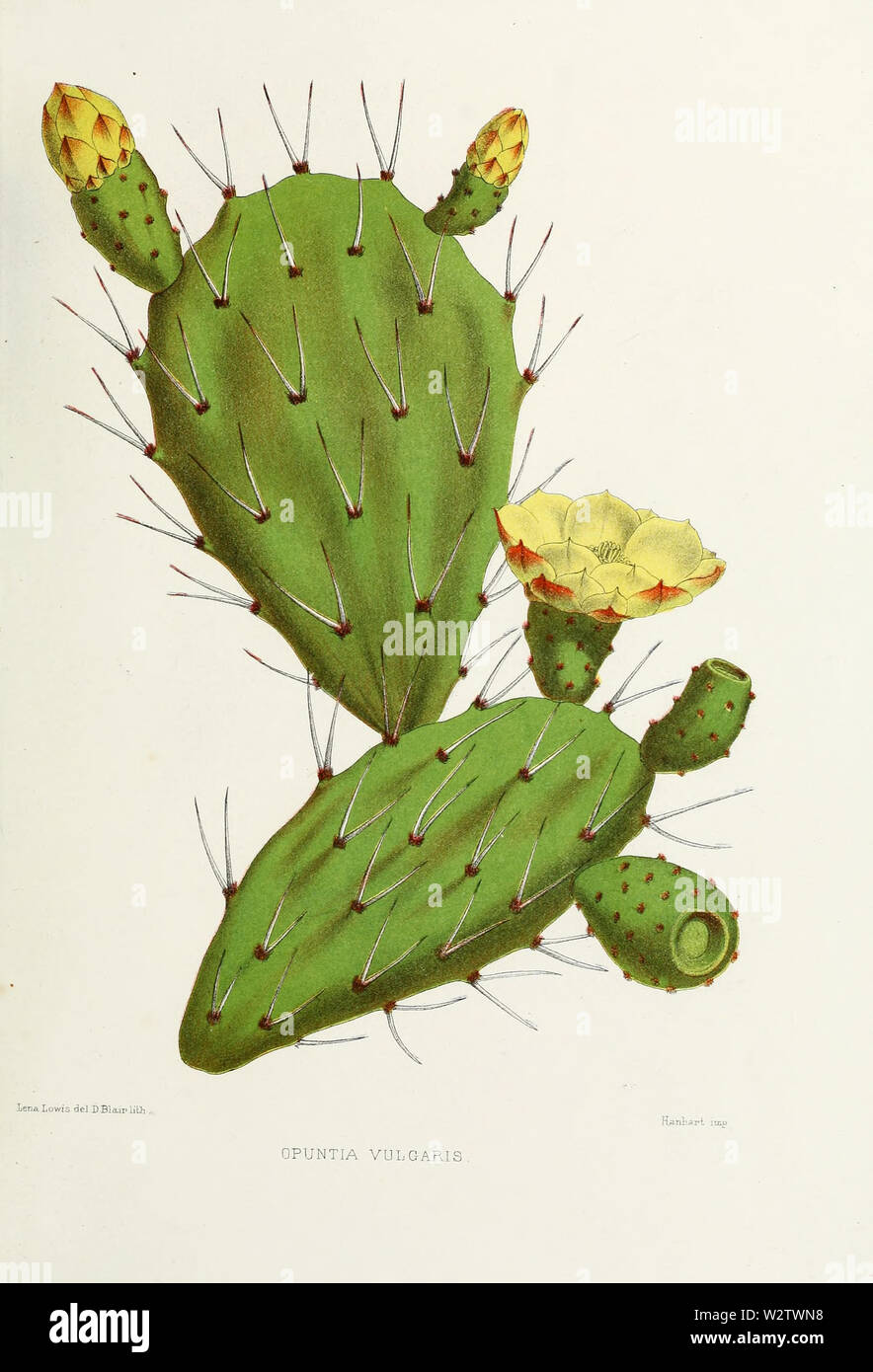Flower-opuntia-vulgaris Stock Photo