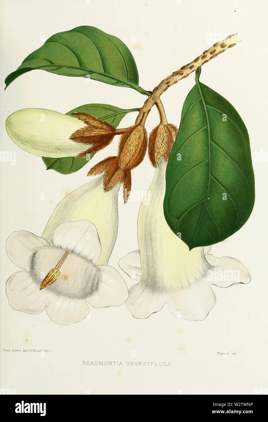 Flower-beaumontia-grandifolia Stock Photo
