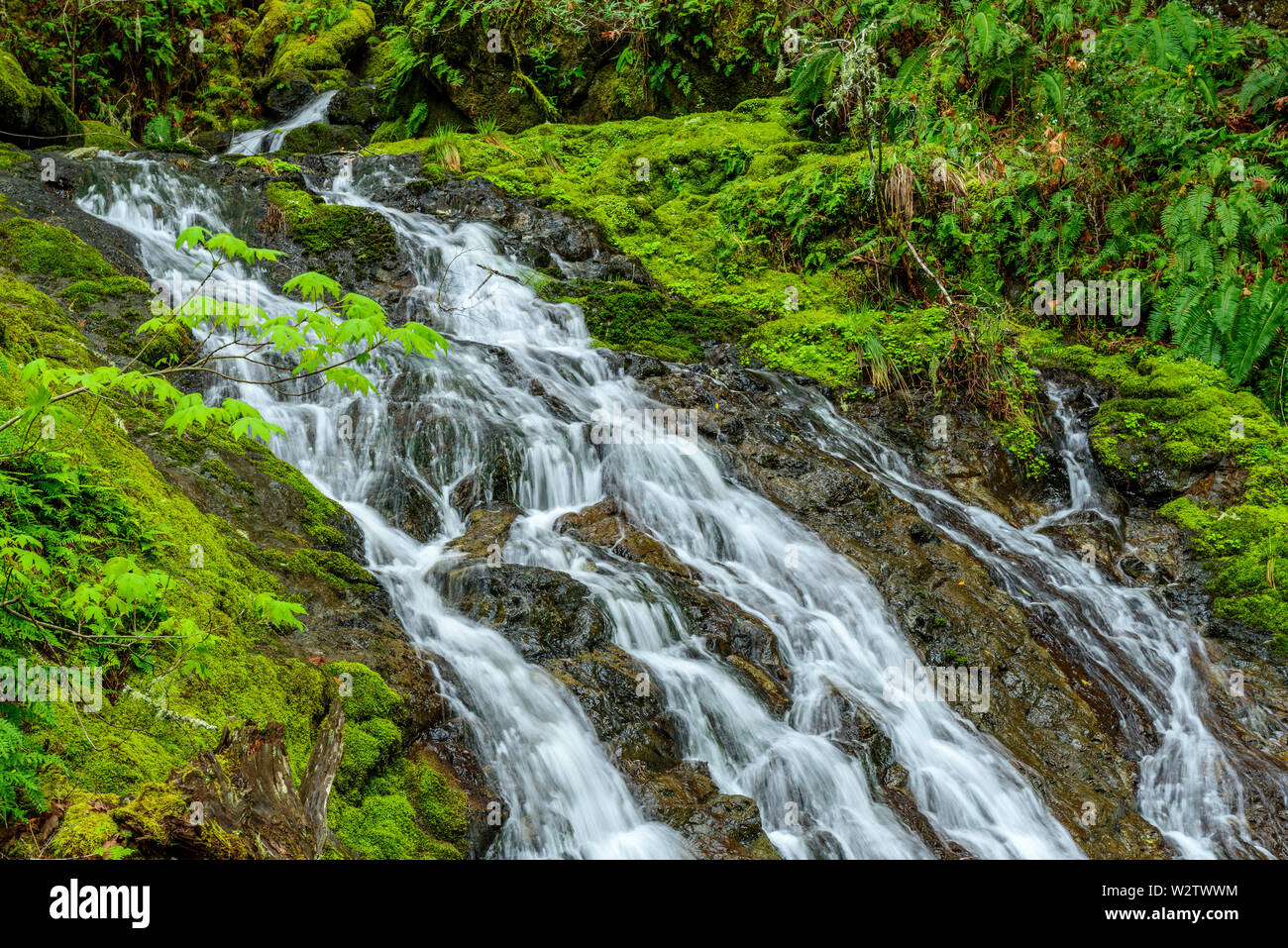 Cataract Falls, Cataract Canyon, Mount Tamalpais, Marin County, California Stock Photo