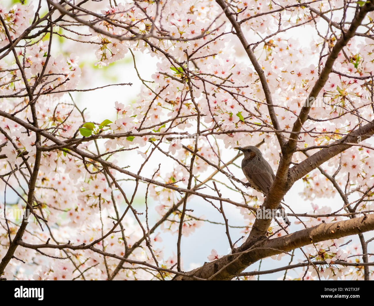 Brown-eared bulbul perched on a cherry blossom tree at Busan, South ...