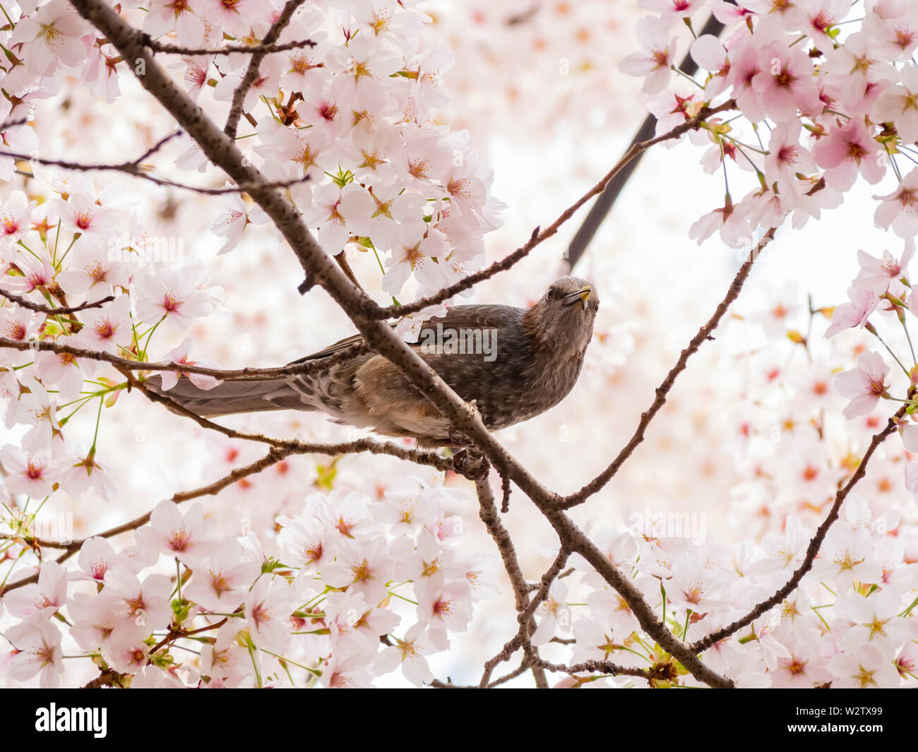 Brown-eared bulbul perched on a cherry blossom tree at Busan, South ...