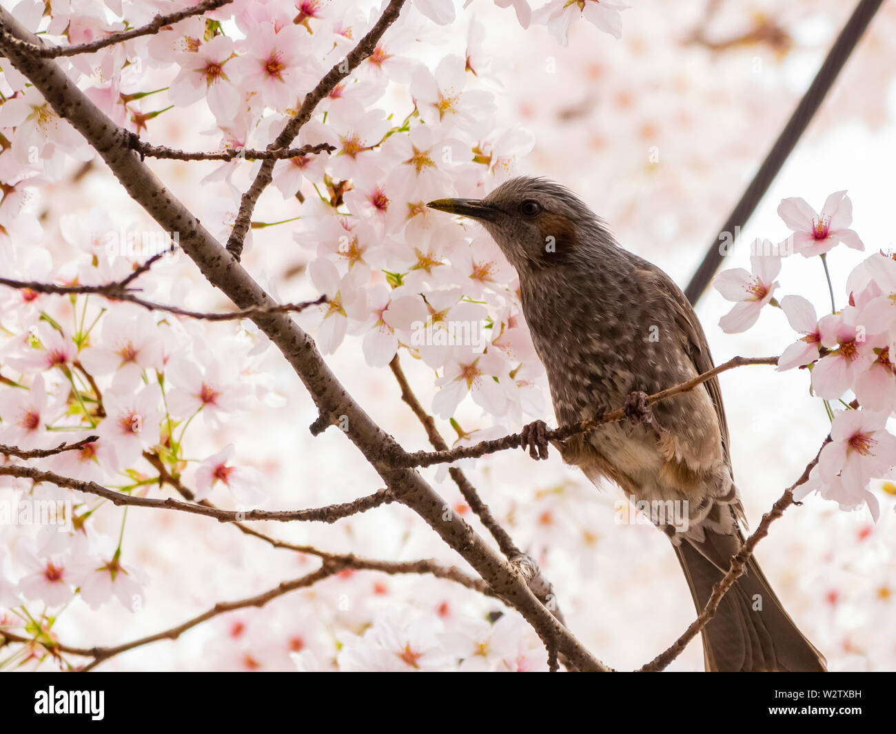 Brown-eared bulbul perched on a cherry blossom tree at Busan, South Korea Stock Photo