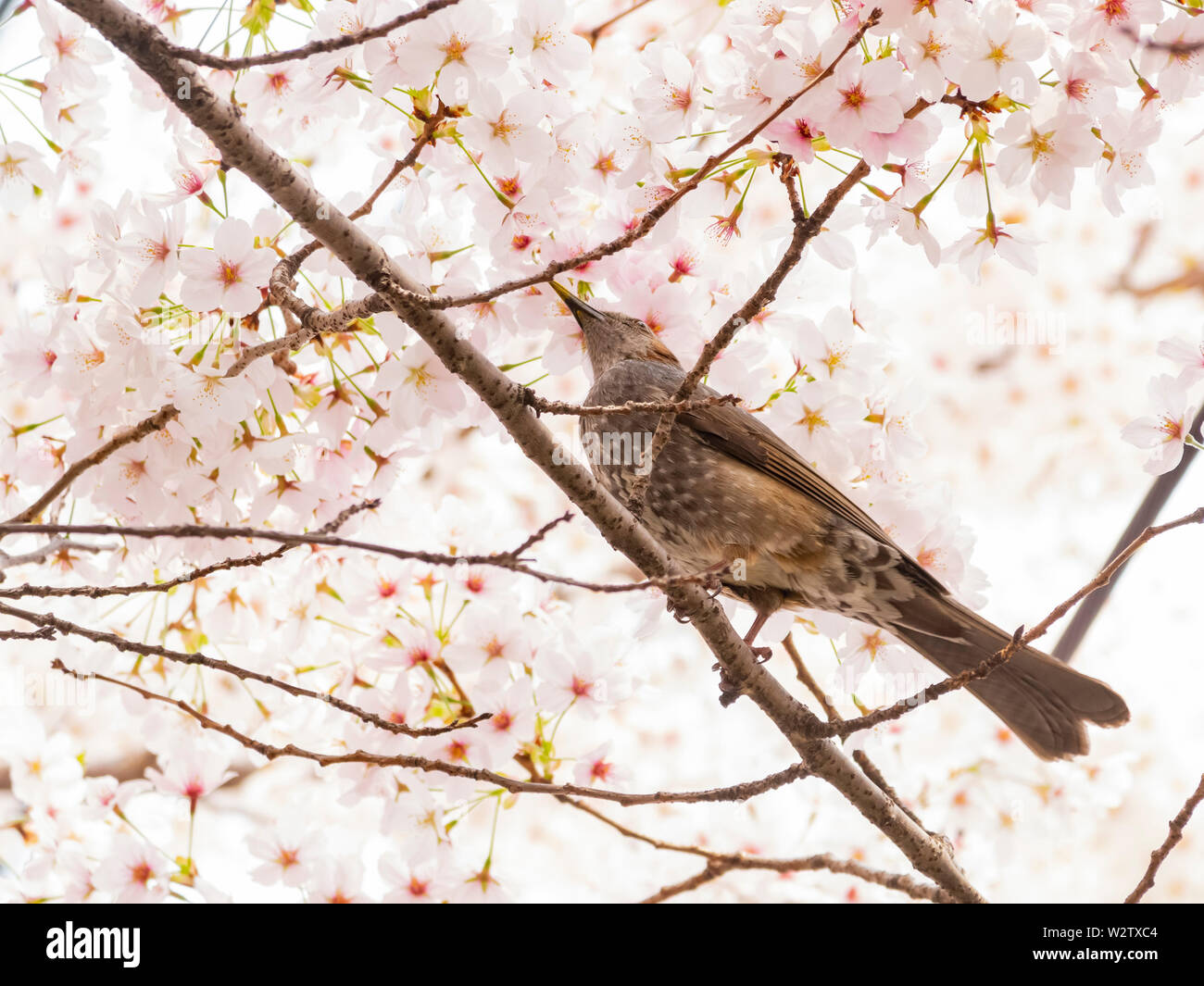 Brown-eared bulbul perched on a cherry blossom tree at Busan, South ...