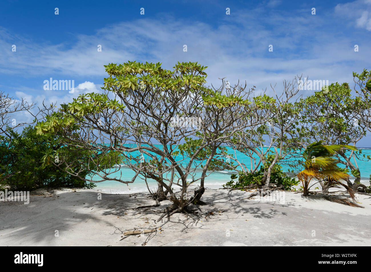View of low coastal vegetation in white sand in front of the turquoise lagoon of Aitutaki, Cook Islands, Polynesia Stock Photo