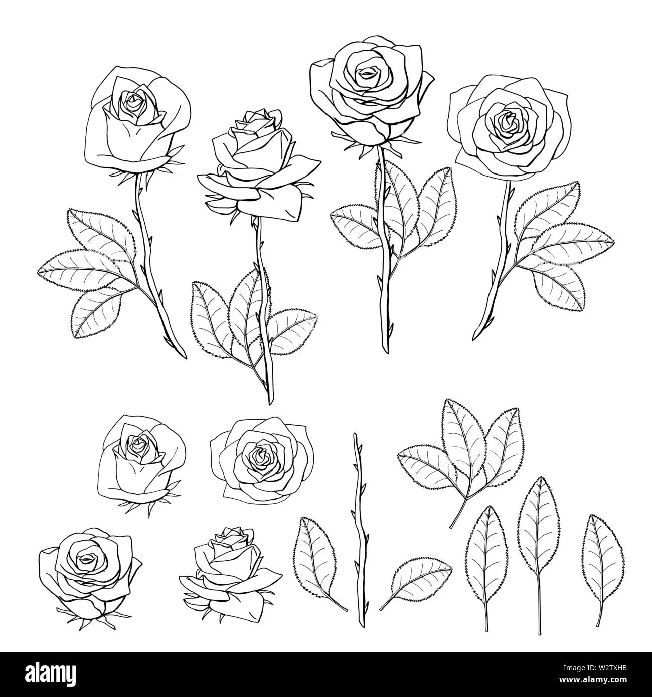 Block Drawing Roses hand drawn rose flower. floral design element isolated on white ...