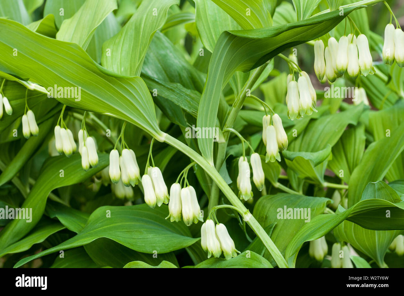 TÌNH YÊU CÂY CỎ ĐV 5 - Page 28 Polygonatum-hirtum-solomons-seal-showing-groups-of-white-flowers-with-green-tips-fully-hardy-and-best-grown-in-full-or-partial-shade-W2TY6W