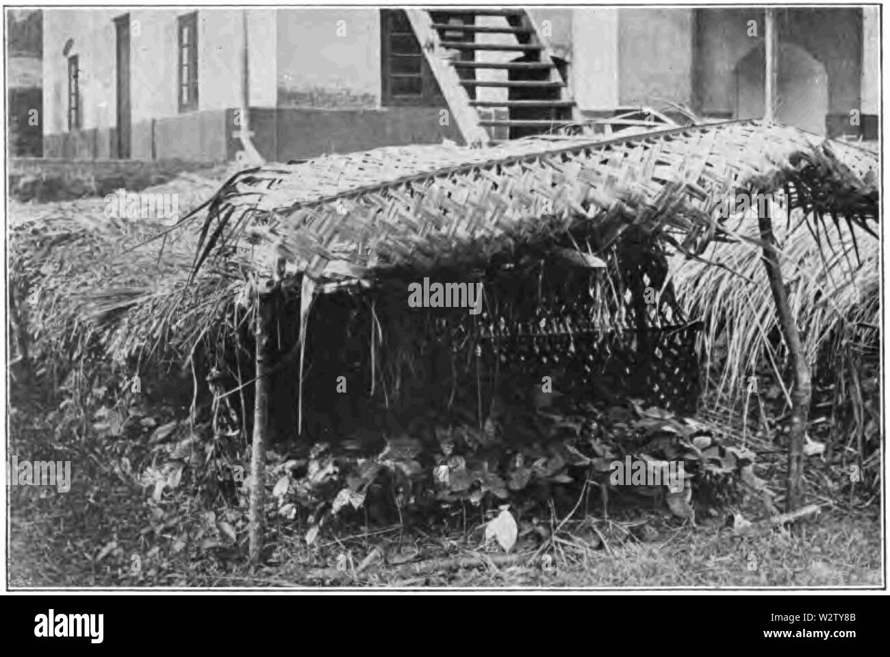 Cocoa nursery Cut Out Stock Images & Pictures Alamy