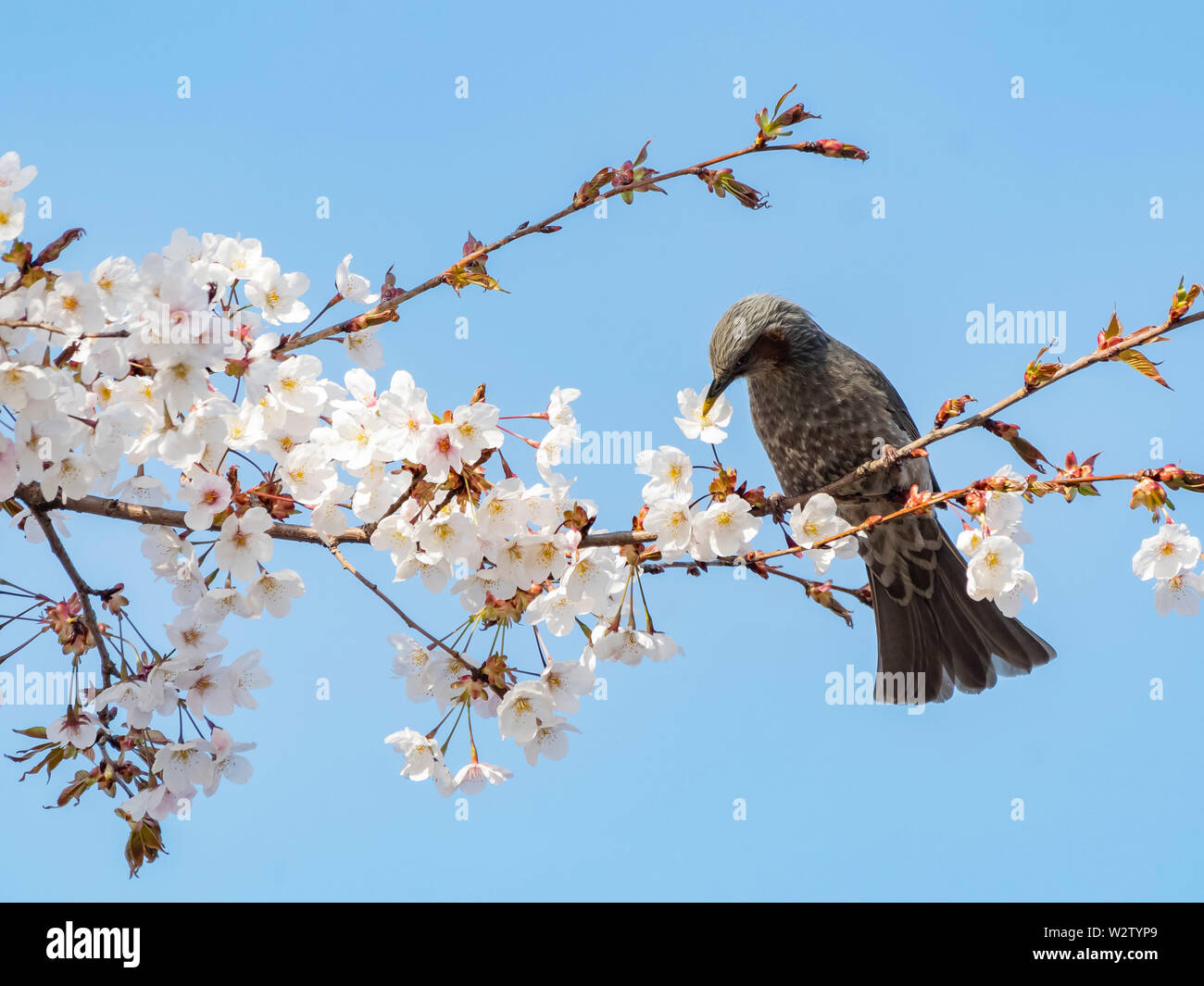 Brown-eared bulbul perched on a cherry blossom tree at Busan, South ...