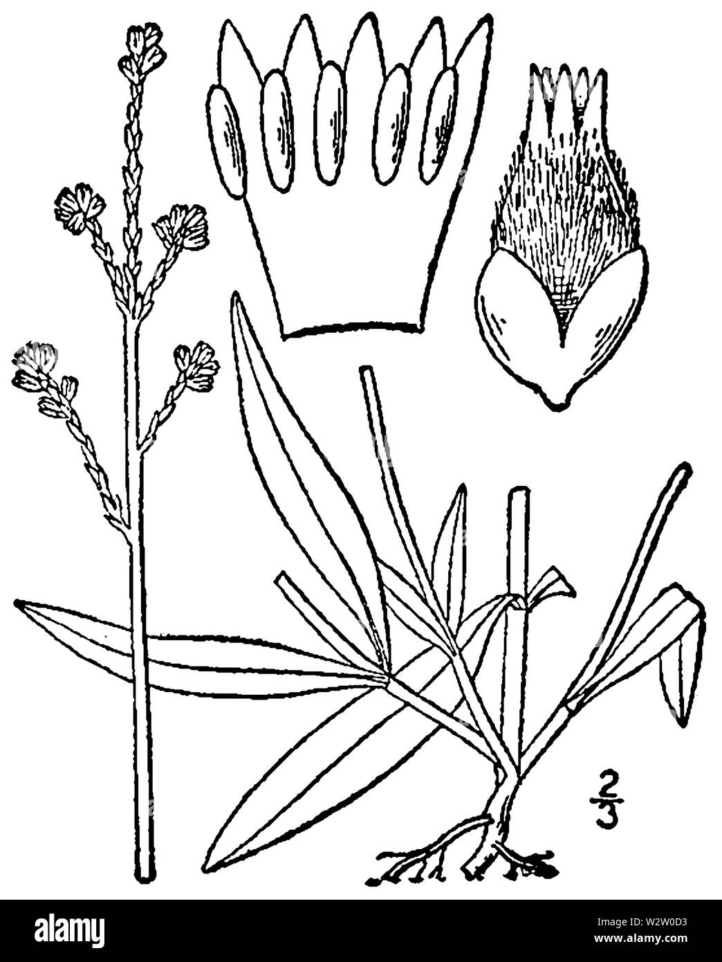 Froelichia gracilis BB-1913 Stock Photo