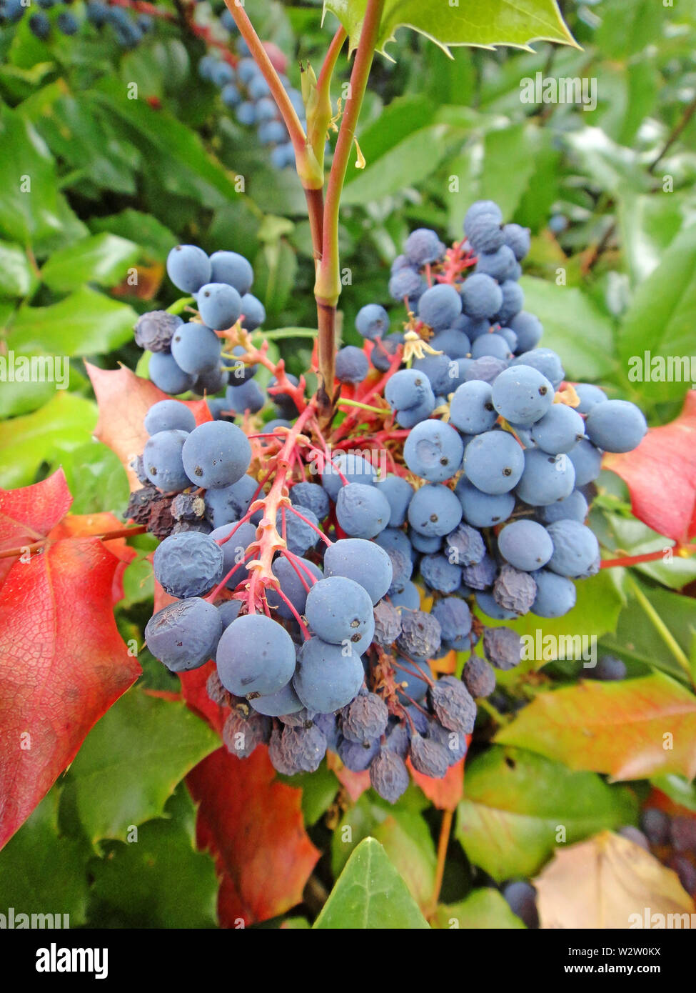 Le Douaire Ile De Vivre Tout Savoir Sur Le Berberis Darwinii