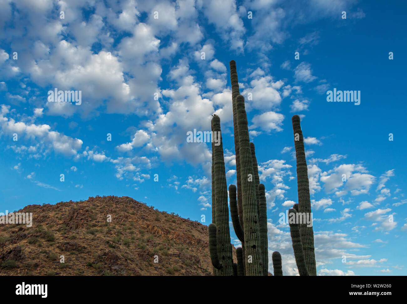 Soaring Saguaro Cactus Arms In the Arizona Desert near Phoenix with ...