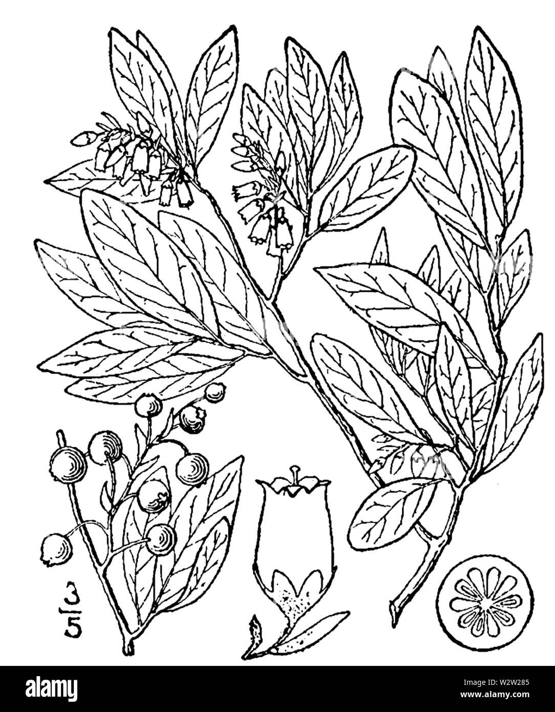Botanical illustration of Gaylussacia baccata from 1913. Stock Photo