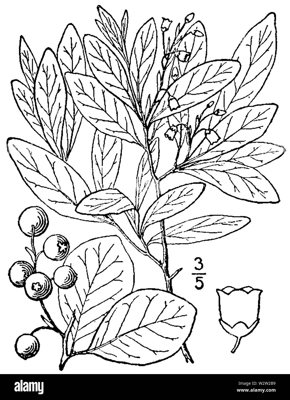 Gaylussacia frondosa BB-1913 Stock Photo