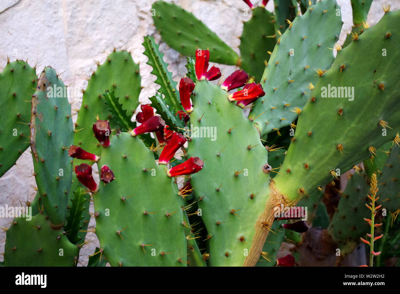 Flowering cactus plant Stock Photo