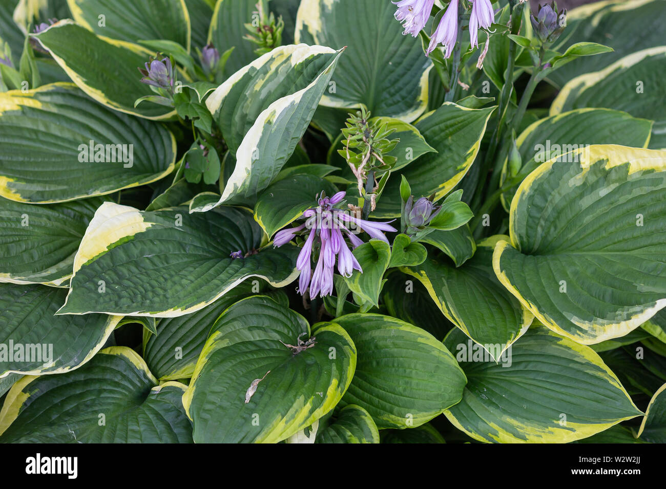 purple flower with large leaves garden plant wallpaper velvety