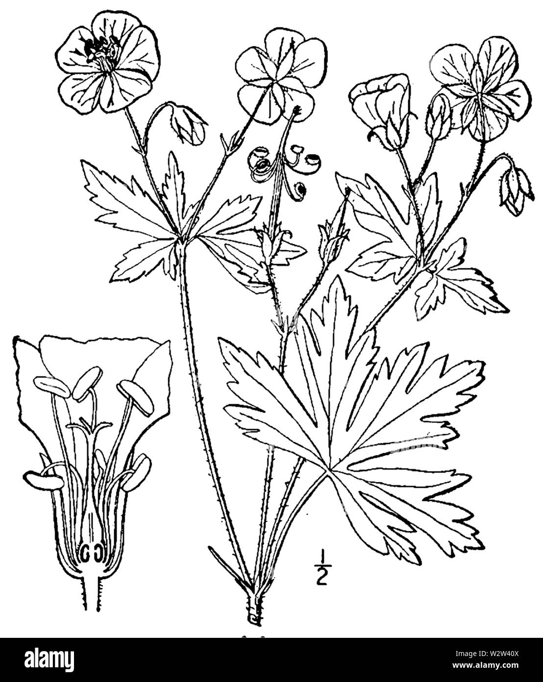 Botanical illustration of Geranium maculatum from 1913. Stock Photo