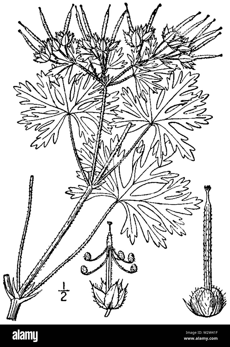 Geranium carolinianum BB-1913-01 Stock Photo