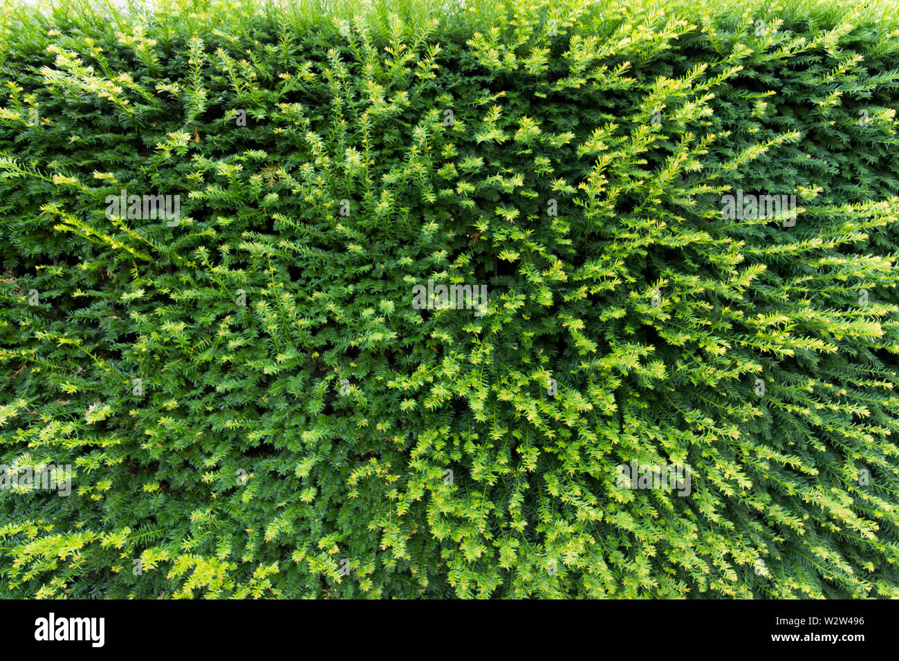Green leaves wall texture for backdrop Stock Photo