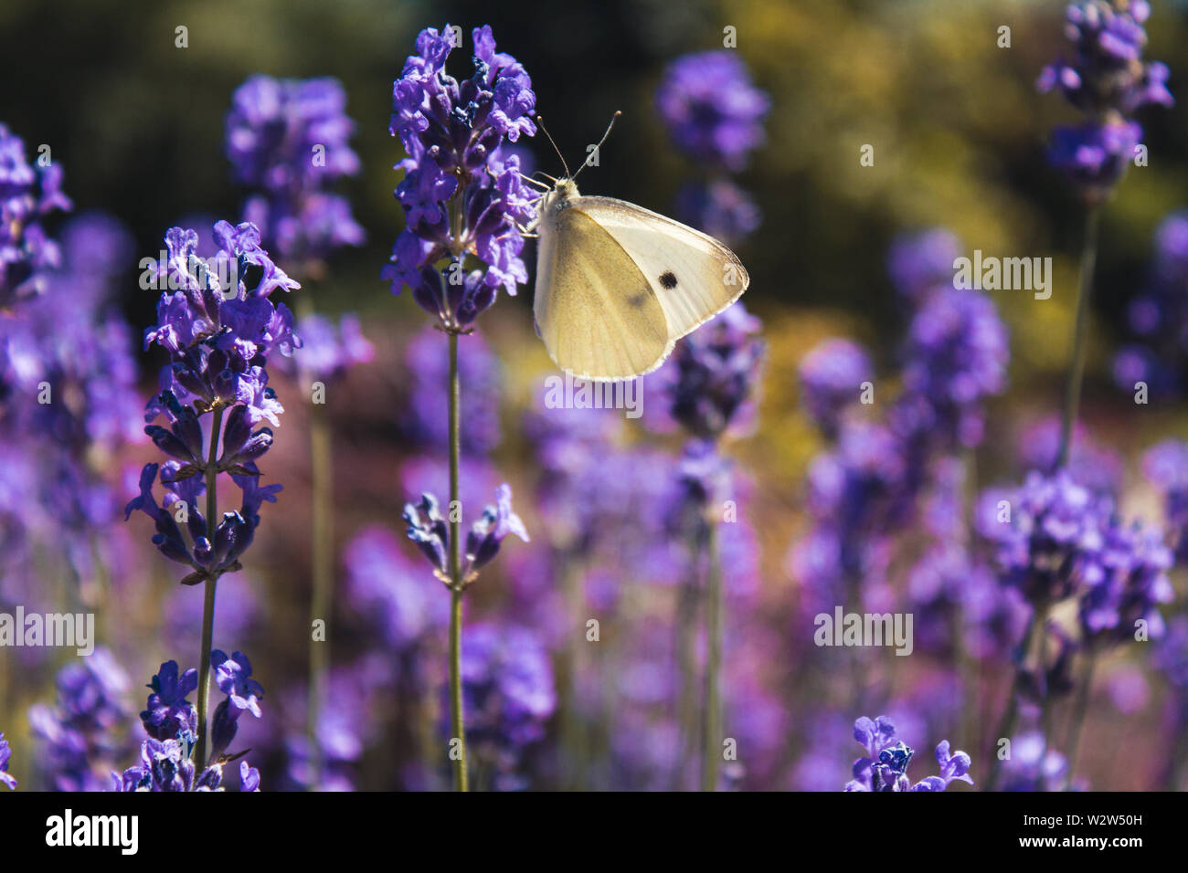 Beautiful butterfly sitting on a purple lavender flower on a meadow Stock Photo
