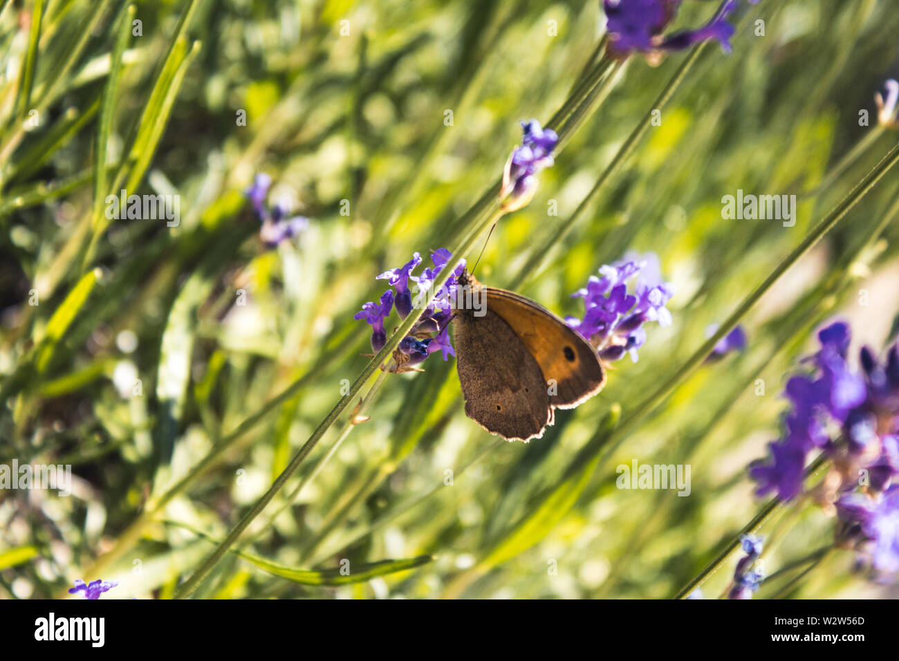 Beautiful butterfly sitting on a purple lavender flower on a meadow Stock Photo