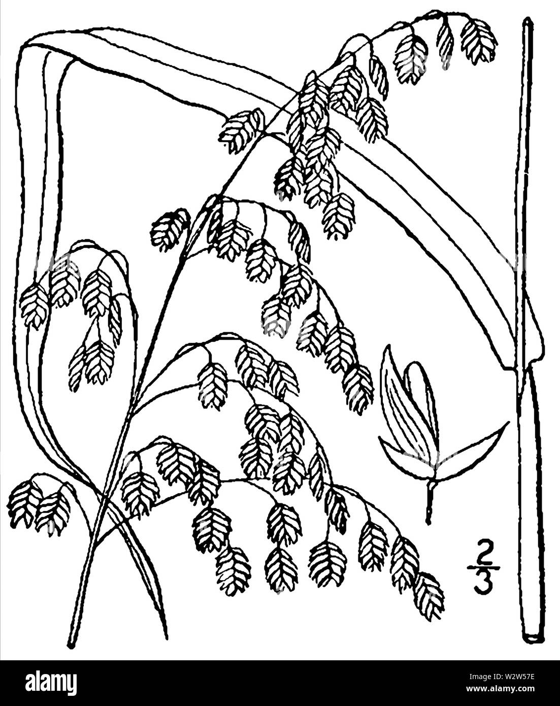 Glyceria laxa (as Panicularia laxa) BB-1913 Stock Photo