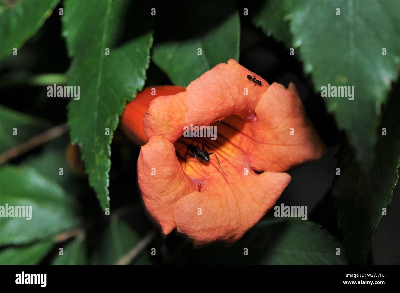 Ants Covered In Pollen High Resolution Stock Photography and Images Alamy