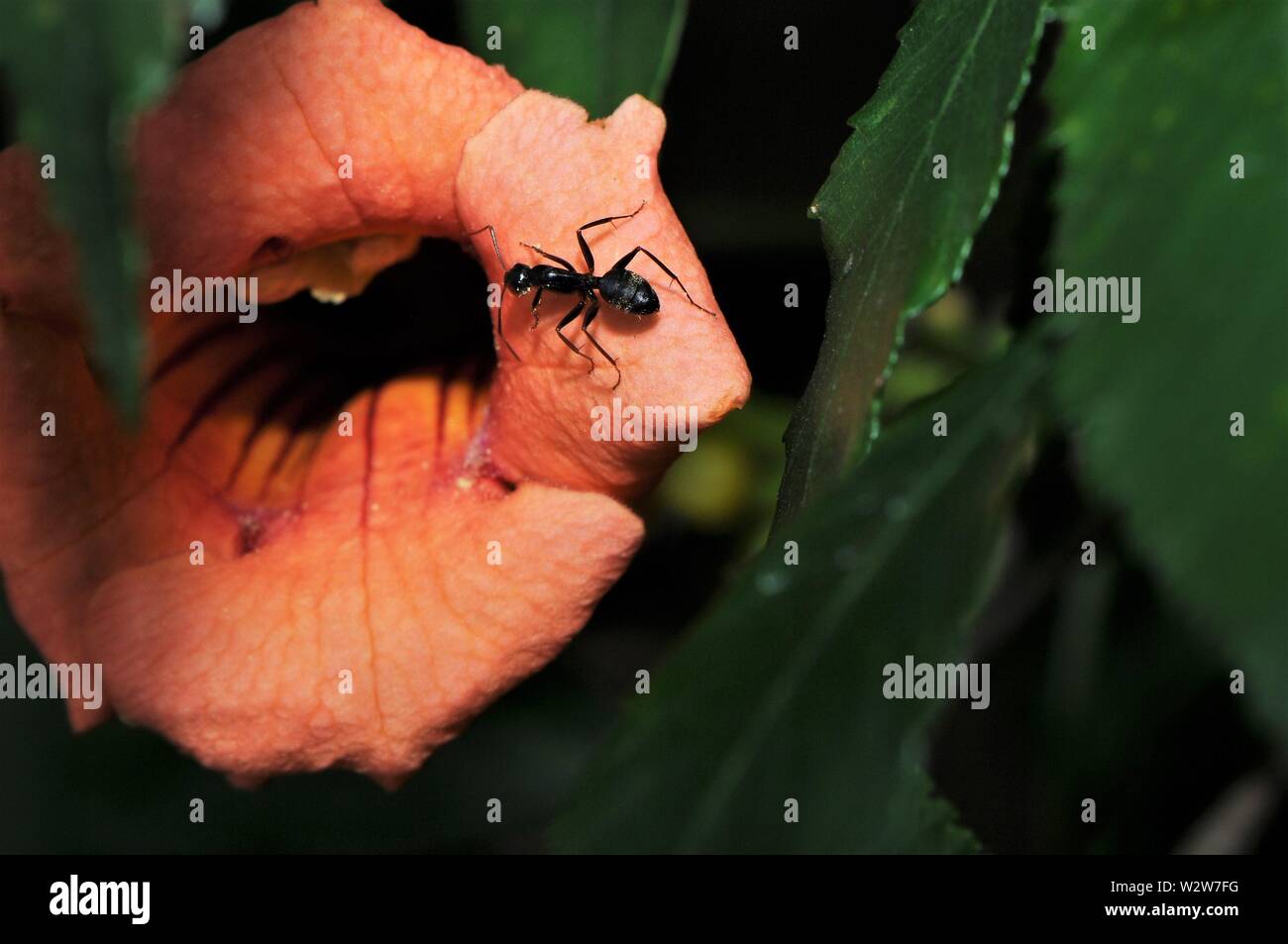 Ants eating hires stock photography and images Alamy