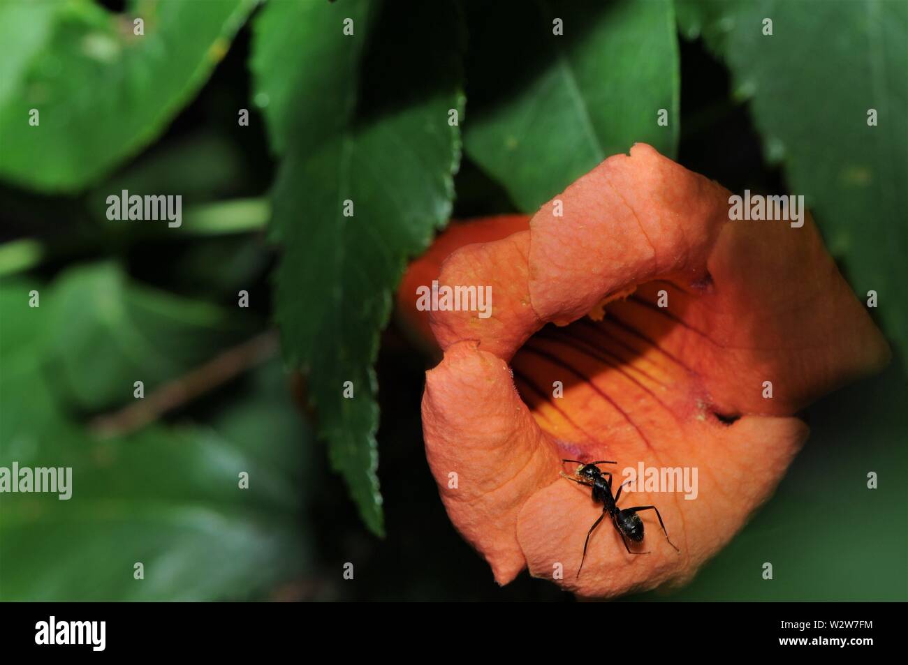 Ants eating hires stock photography and images Alamy