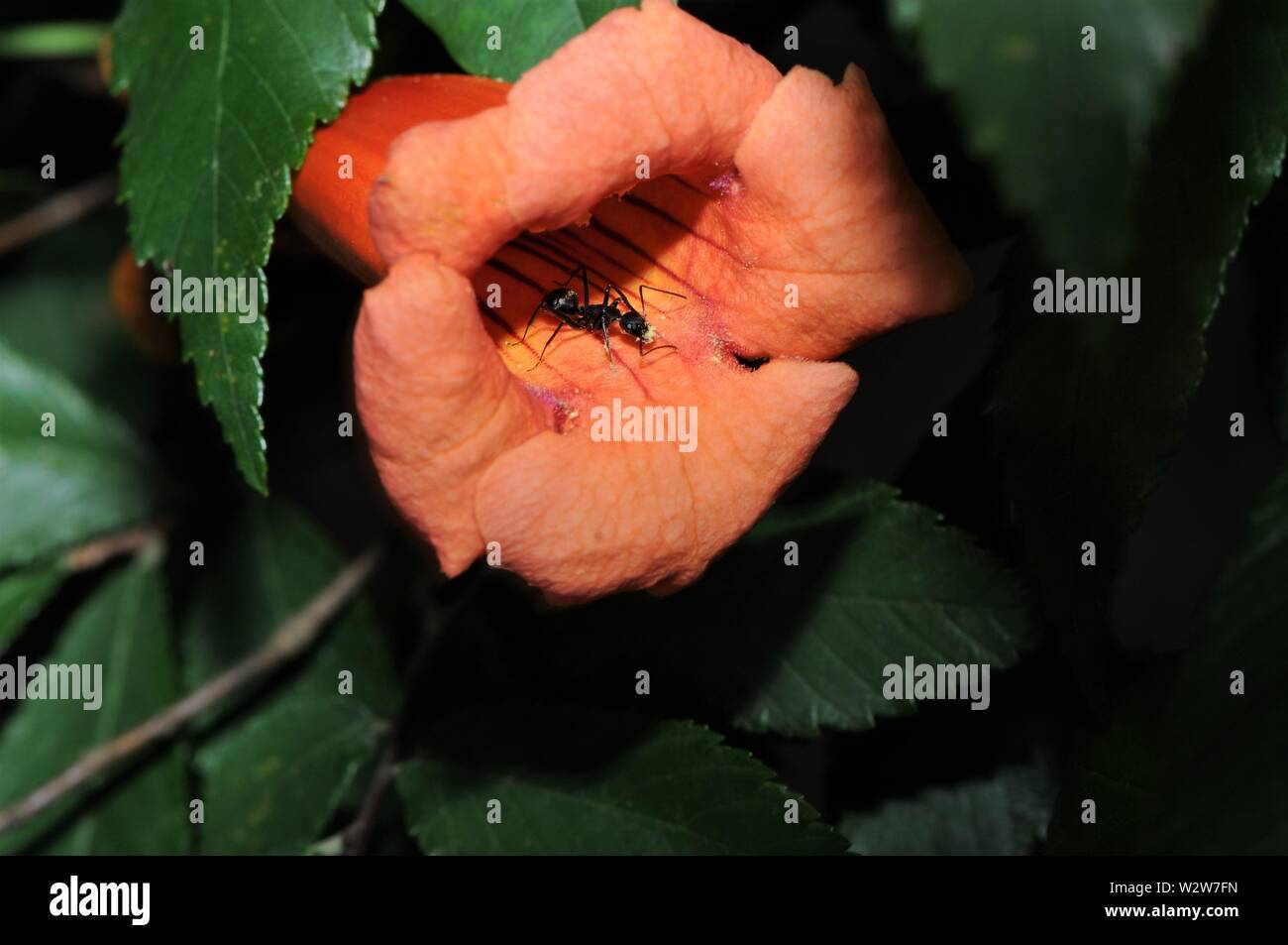 Black ants plant High Resolution Stock Photography and Images Alamy