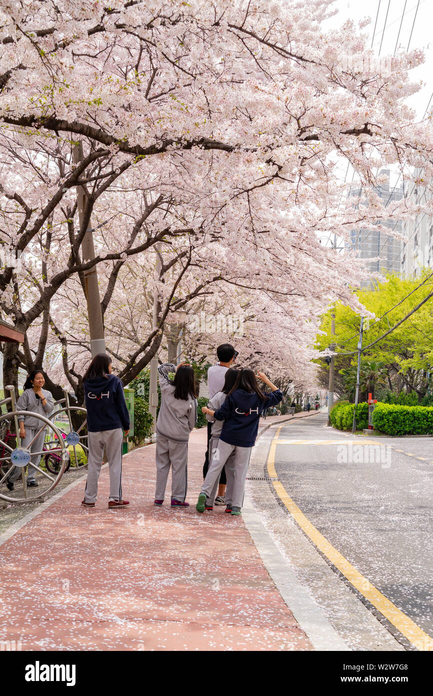 Busan, APR 2: High school student is doing a field trip with cherry tree blossom on APR 2, 2014 at Busan, South Korea Stock Photo