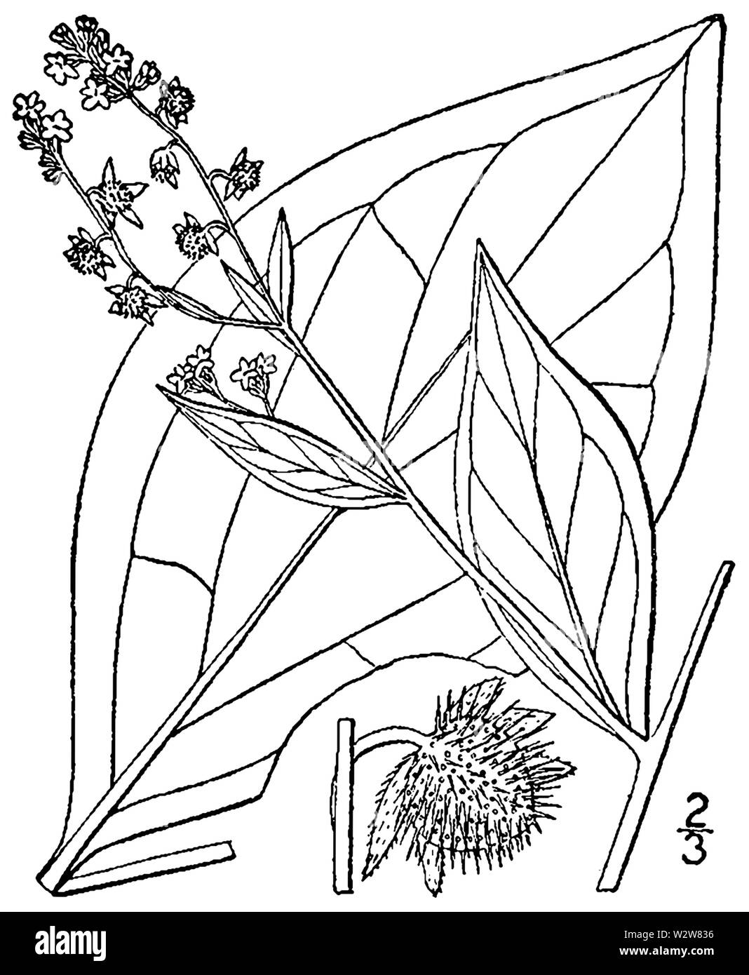 Hackelia virginiana BB-1913 Stock Photo