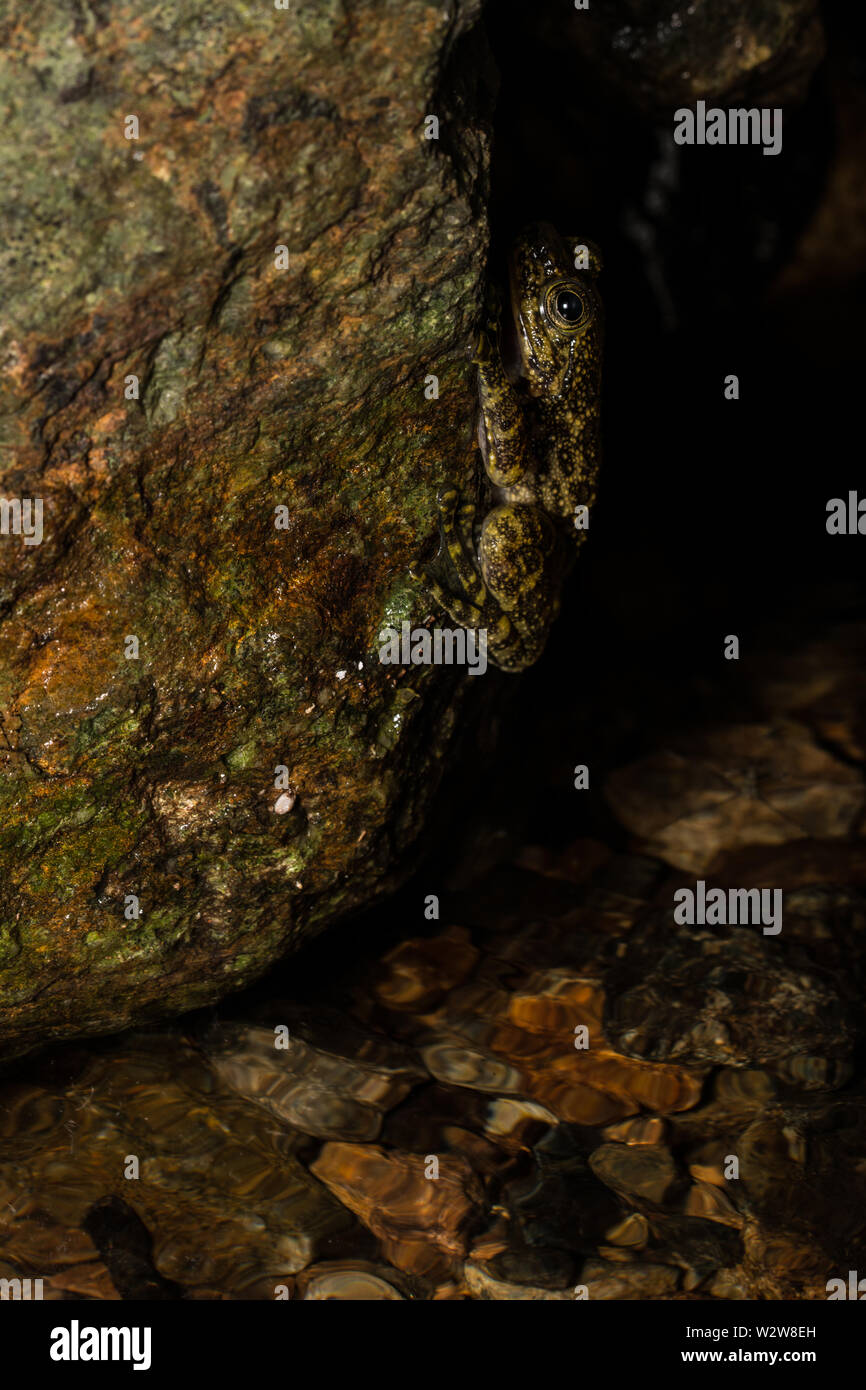 Hong Kong Cascade Frog (Amolops hongkongensis) from Hong Kong, Hong Kong. Stock Photo