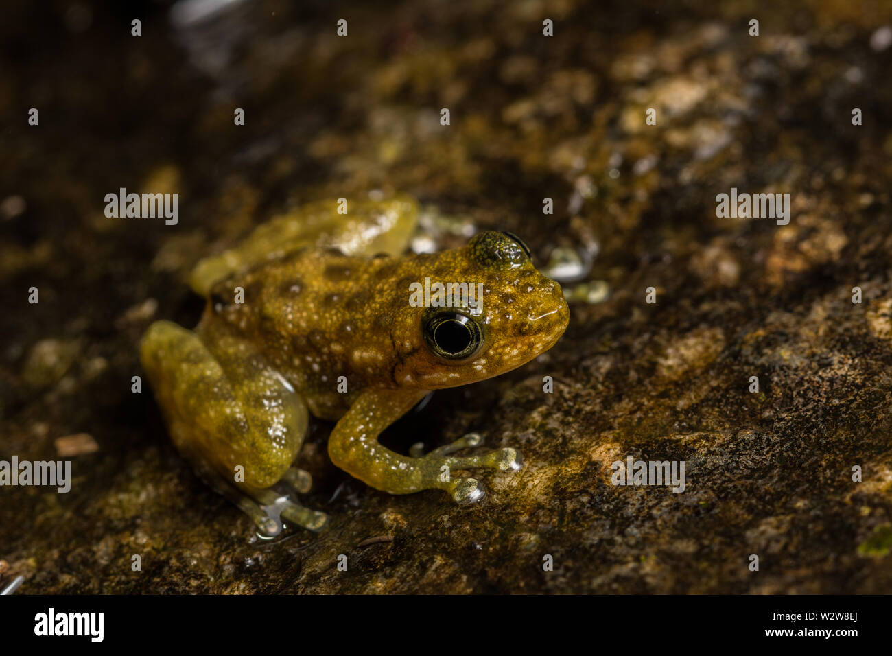 Hong Kong Cascade Frog (Amolops hongkongensis) from Hong Kong, Hong Kong. Stock Photo