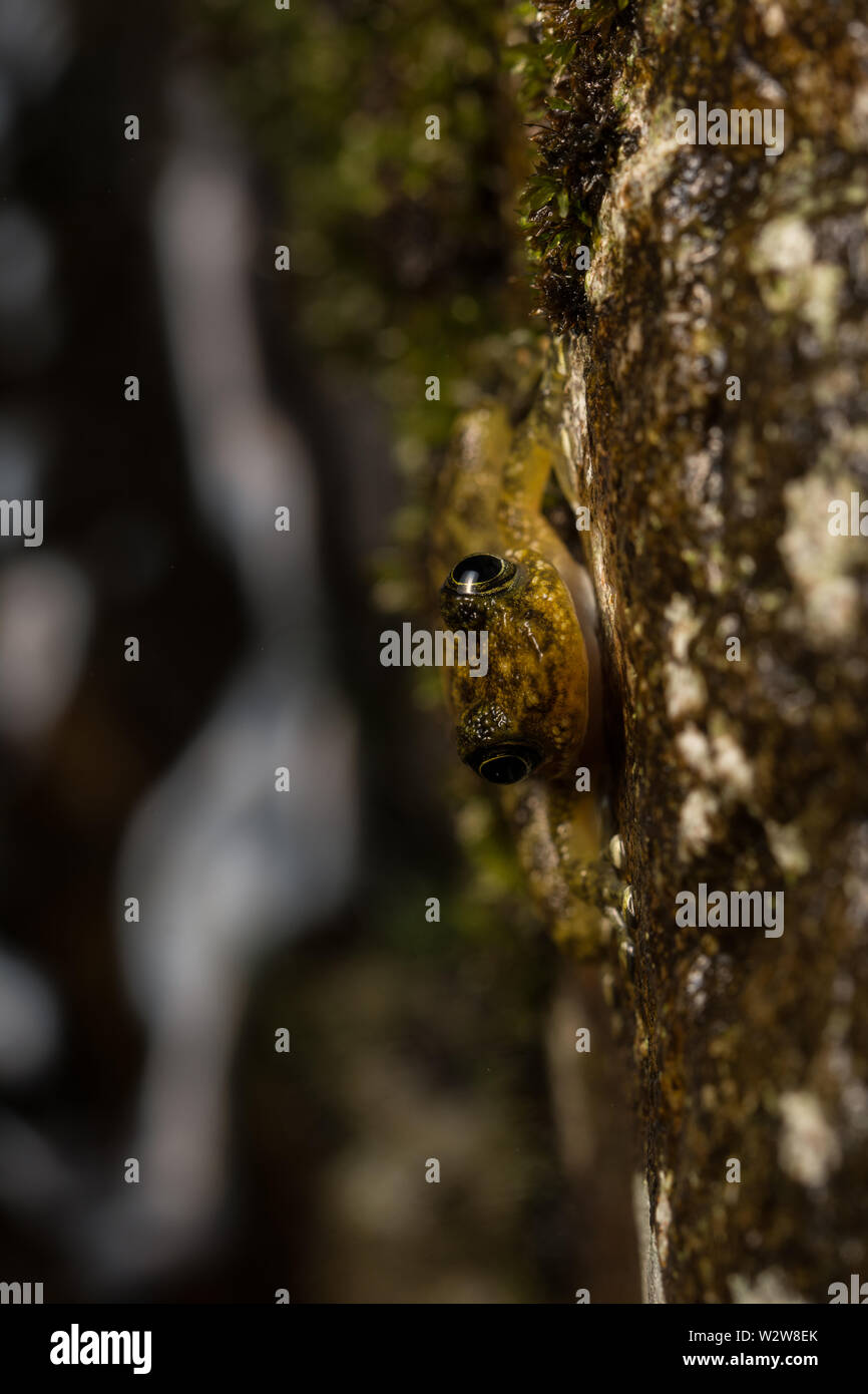 Hong Kong Cascade Frog (Amolops hongkongensis) from Hong Kong, Hong Kong. Stock Photo