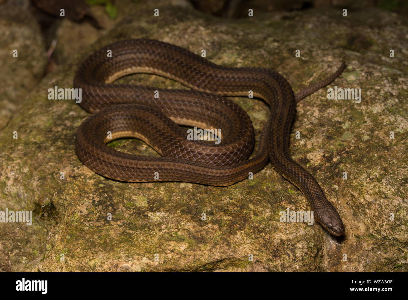Opisthotropis kuatunensis hires stock photography and images Alamy
