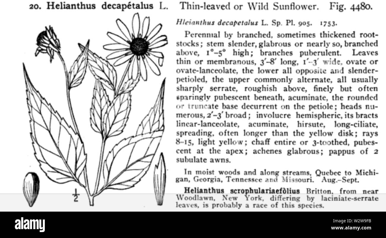 Helianthus decapetalus from Nathaniel Lord Britton and Addison Brown (1913) Stock Photo