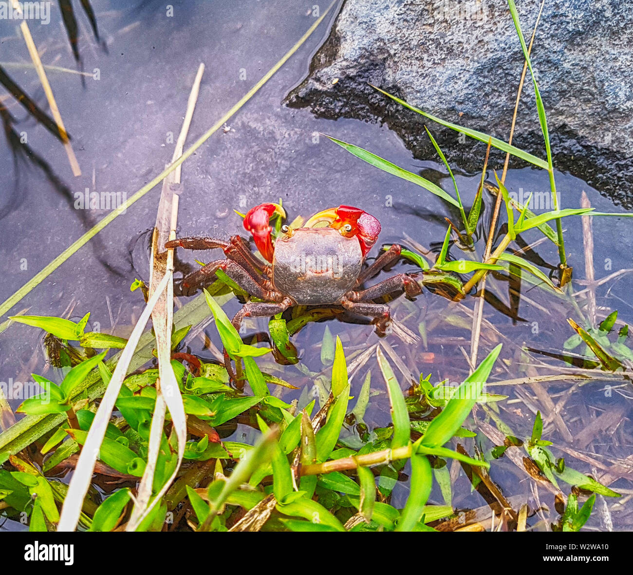 Smile Thief Crab in Oncheoncheon Stream, Suyeong River, Busan, South