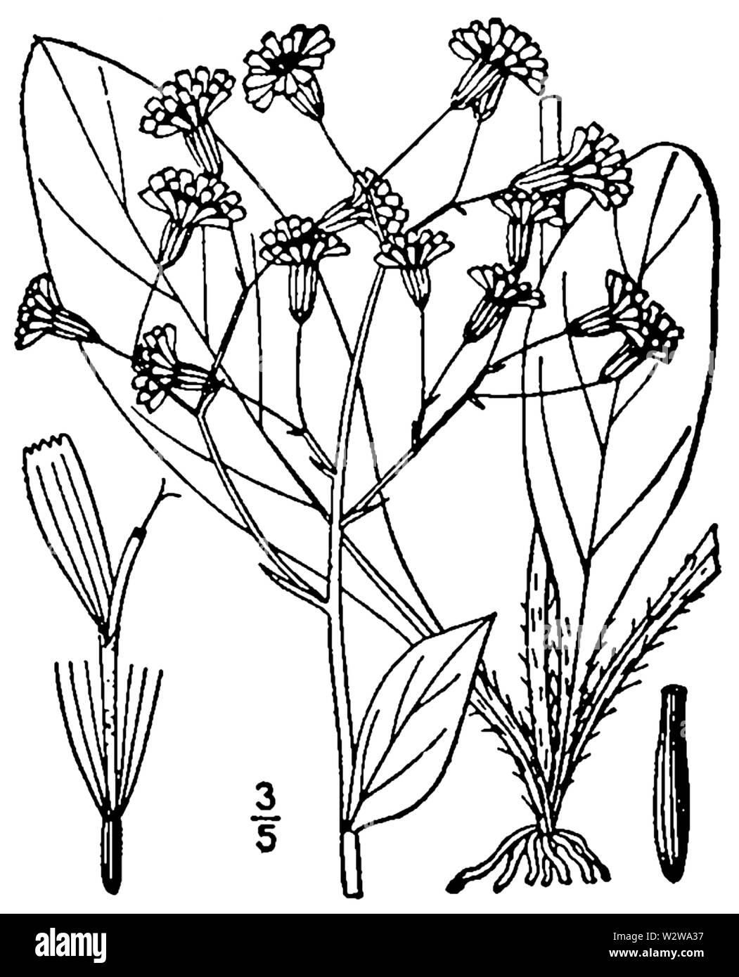 Hieracium marianum BB-1913 Stock Photo