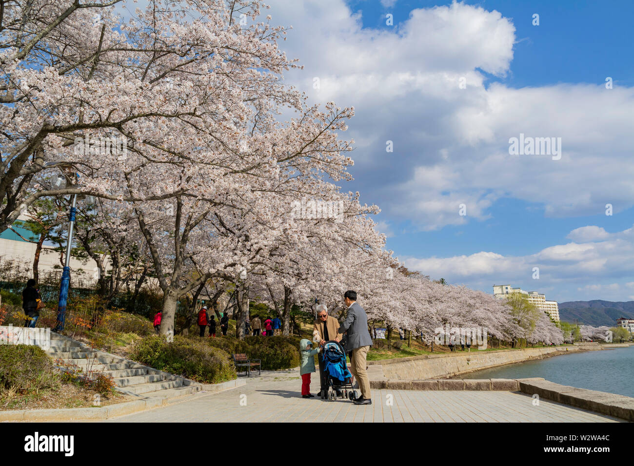 Busan, APR 4: Beautiful cherry tree blossom around the famous Bomun ...