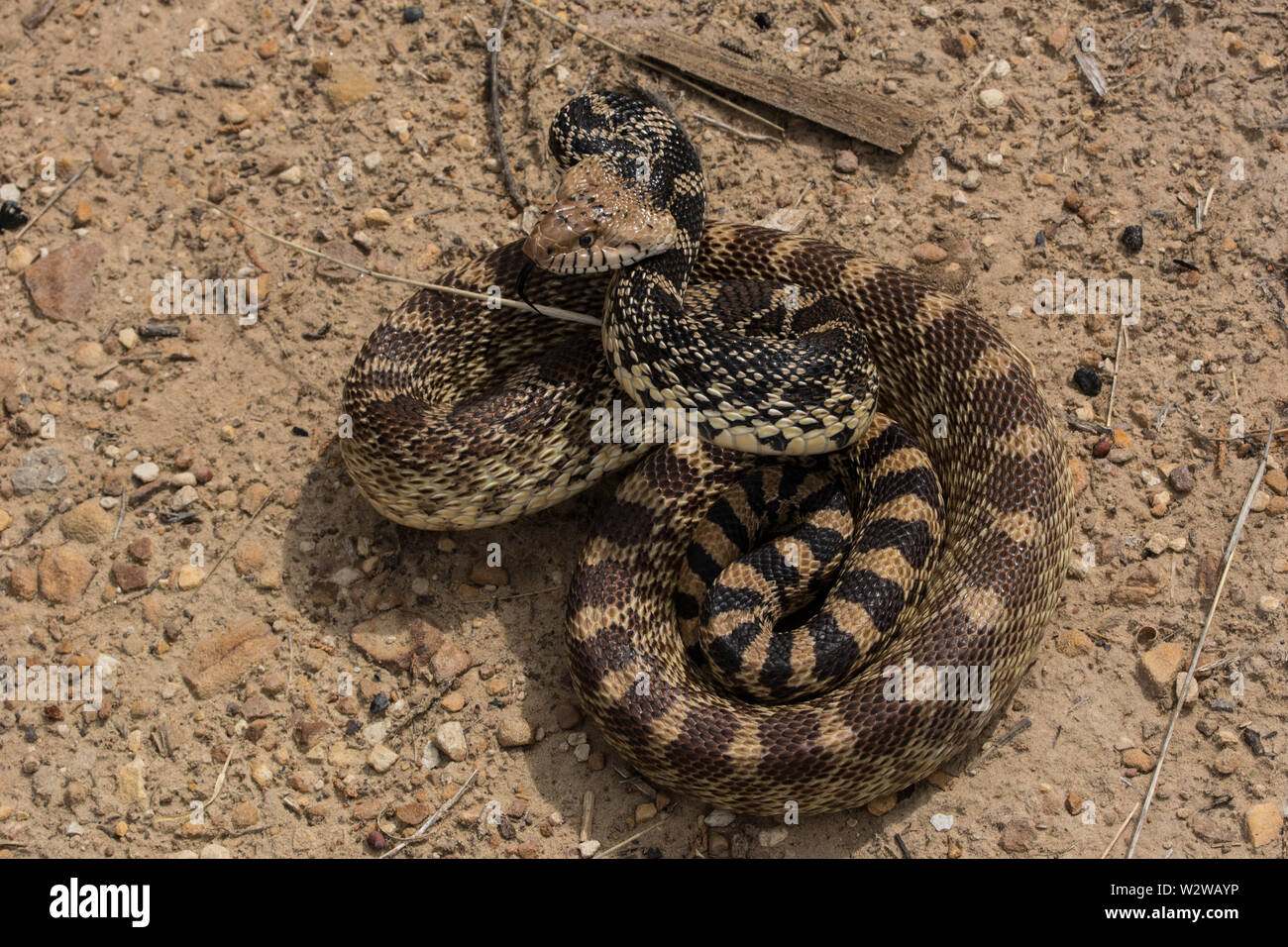 Bullsnake Bullsnake (Pituophis catenifer sayi) from Otero County, Colorado, USA ...