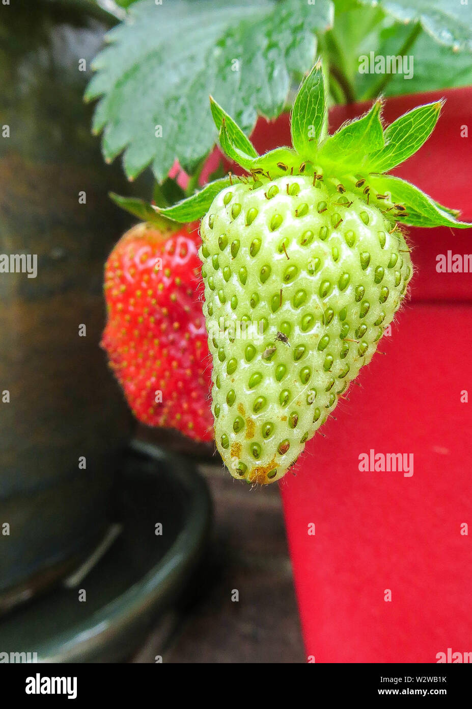 Summer is Strawberry Season Stock Photo Alamy