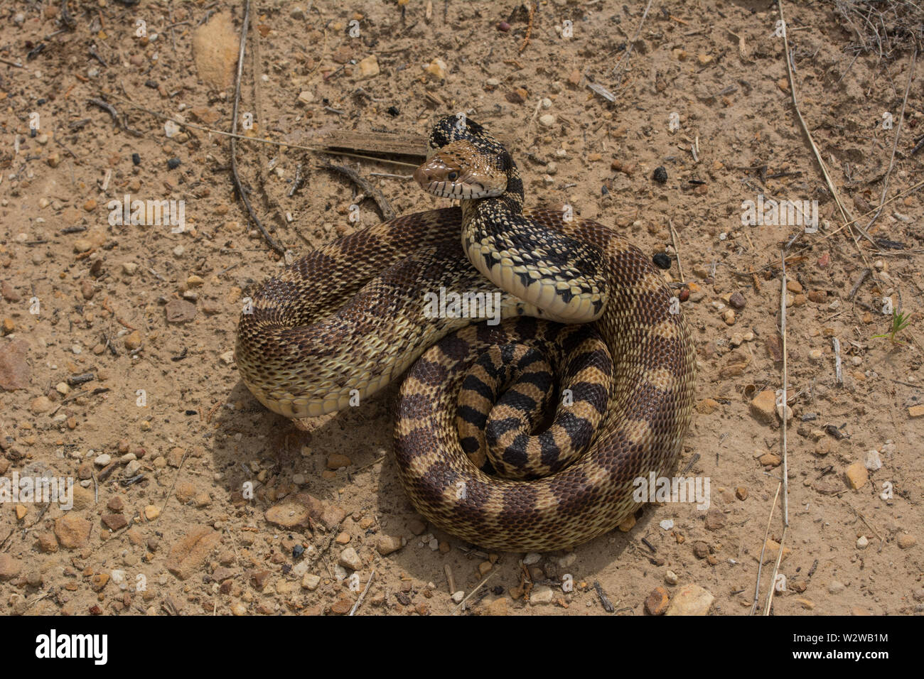 Bullsnake Bullsnake (Pituophis catenifer sayi) from Otero County, Colorado, USA ...
