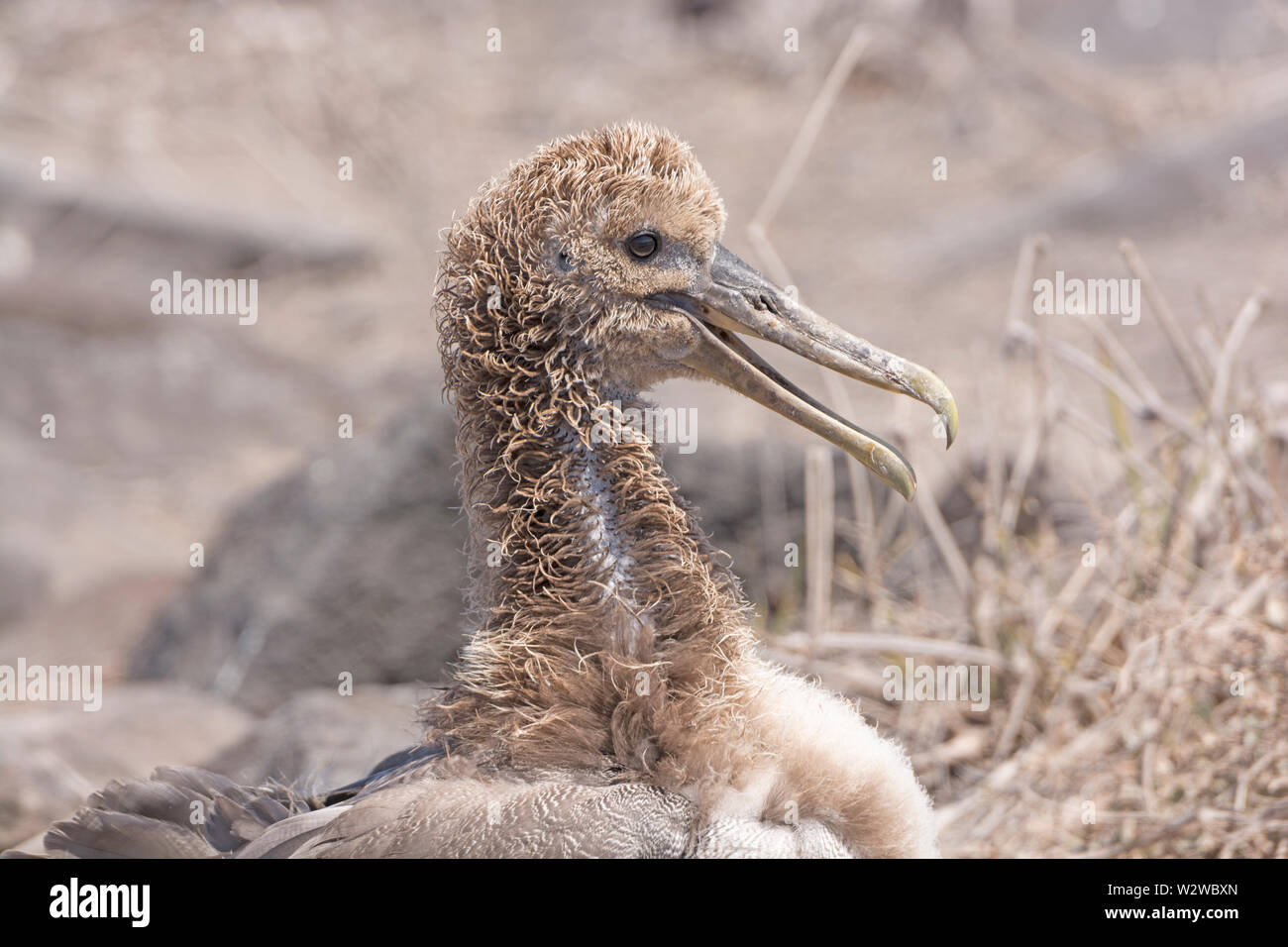 Albatross baby hi-res stock photography and images - Alamy