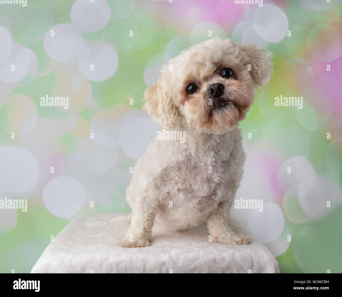 Bichon Frise Shih Tzu Mix Portrait on a Colorful Background Sitting Stock Photo