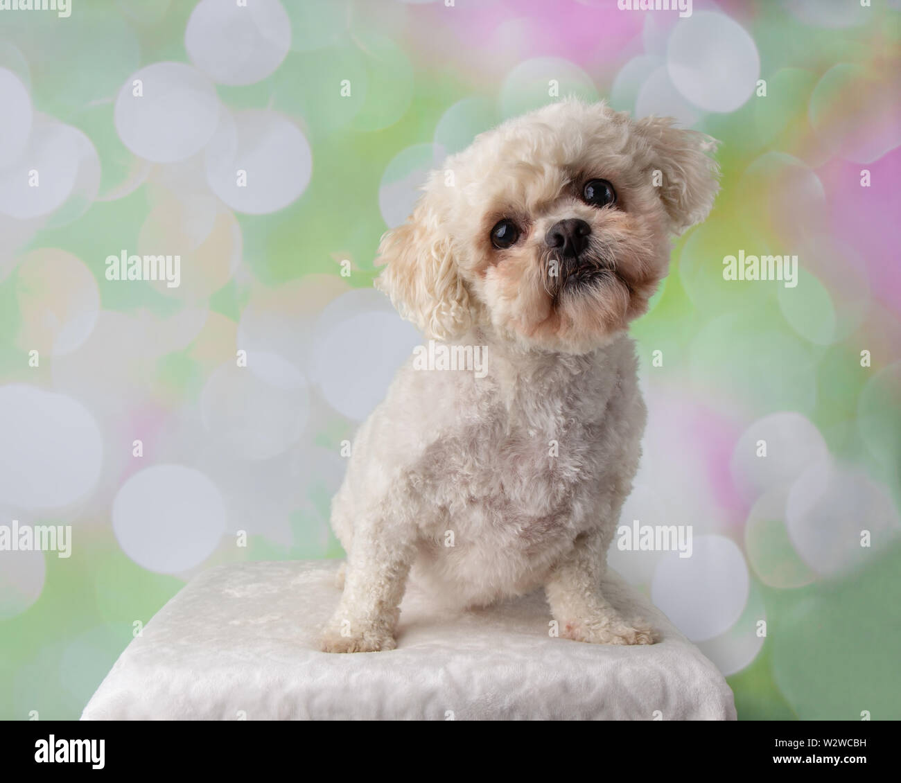 bijon frise shih tzu