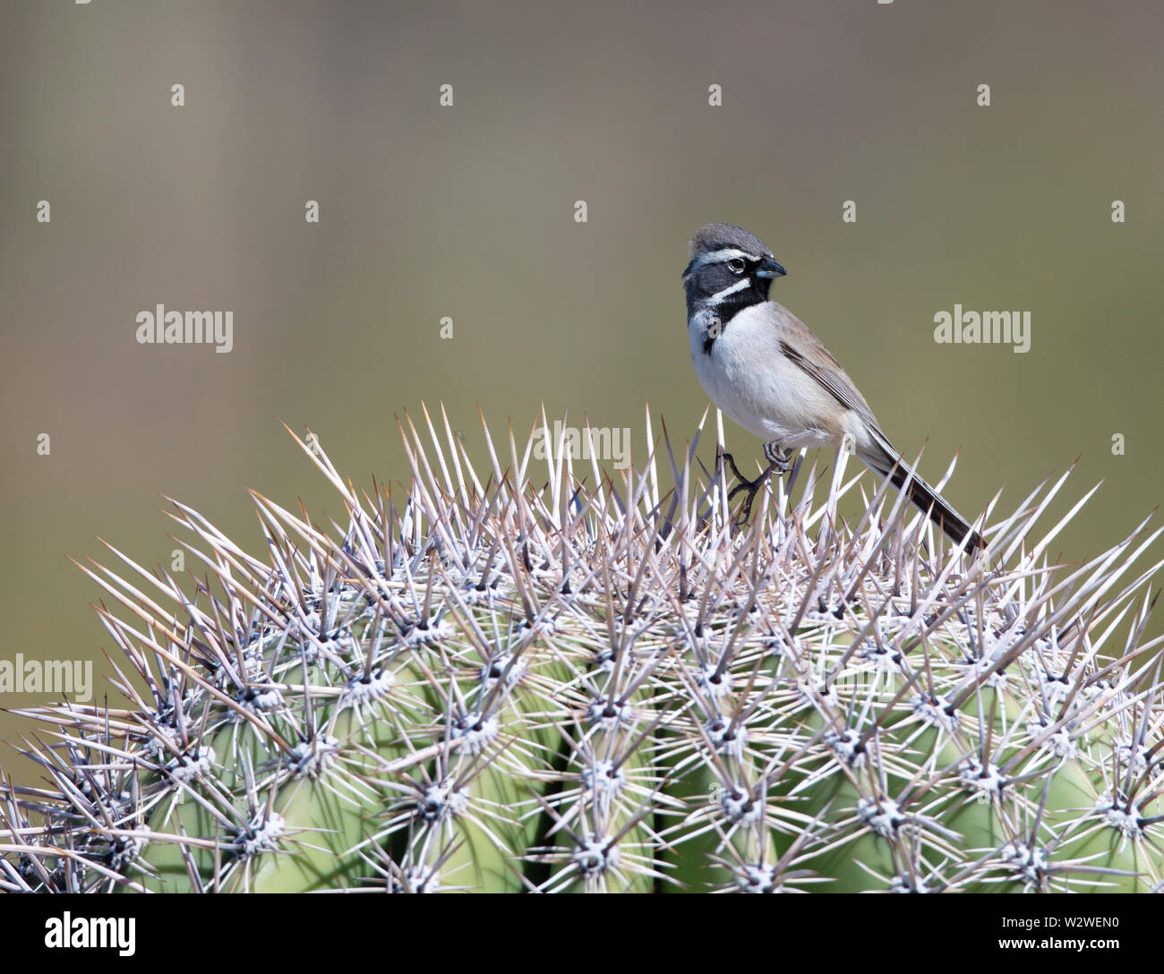 A black-throated sparrow (Amphispiza bilineata) or desert sparrow sits on a cactus in Arizona Stock Photo